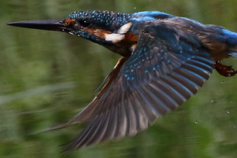 トリミング 2017/9月 SIGMA150-600C+7D2 焦点距離600mm F8 ss1/1600 ISO800 Case3