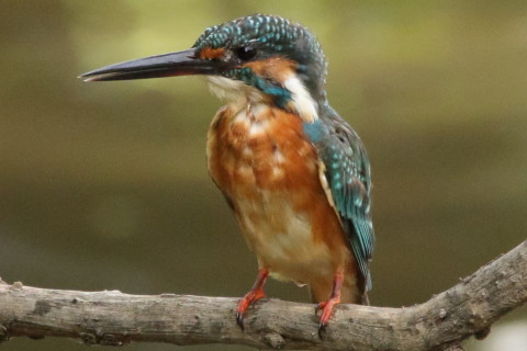 0.66倍トリミング 2017/9月 SIGMA150-600C+7D2 焦点距離600mm F8 ss1/800 ISO3200