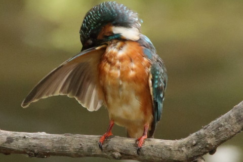 0.66倍トリミング 2017/9月 SIGMA150-600C+7D2 焦点距離600mm F8 ss1/800 ISO3200