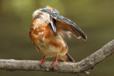 0.66倍トリミング 2017/9月 SIGMA150-600C+7D2 焦点距離600mm F8 ss1/800 ISO3200