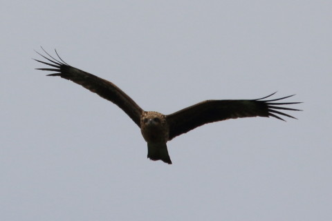 0.66倍トリミング 2017/9月 SIGMA150-600C+7D2 焦点距離600mm F8 ss1/2000 ISO400 Case3