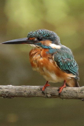 0.66倍トリミング 2017/9月 SIGMA150-600C+7D2 焦点距離600mm F8 ss1/800 ISO3200