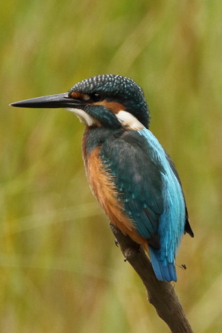 0.66倍トリミング 2017/9月 SIGMA150-600C+7D2 焦点距離600mm F8 ss1/500 ISO800