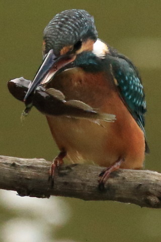 トリミング 2017/9月 SIGMA150-600C+7D2 焦点距離600mm F8 ss1/2000 ISO3200