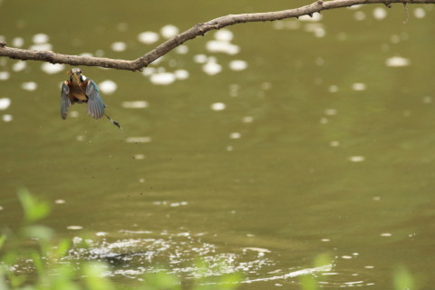 2017/9月 SIGMA150-600C+7D2 焦点距離468mm F6.3 ss1/1600 ISO3200 Case3