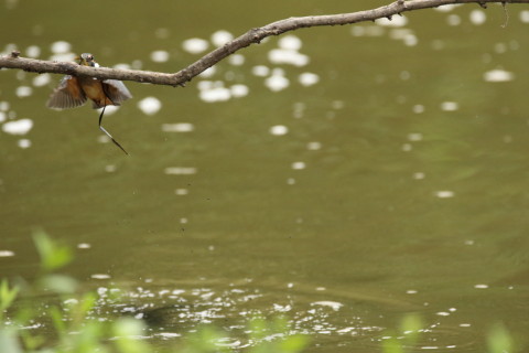 2017/9月 SIGMA150-600C+7D2 焦点距離468mm F6.3 ss1/1600 ISO3200 Case3