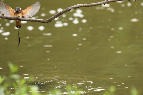 2017/9月 SIGMA150-600C+7D2 焦点距離468mm F6.3 ss1/1600 ISO3200 Case3