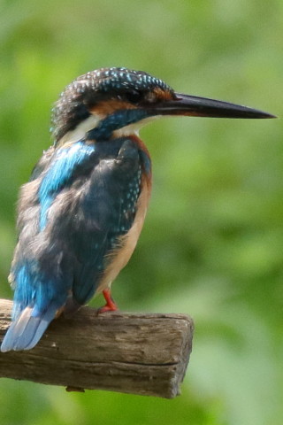 トリミング 2017/9月 SIGMA150-600C+7D2 焦点距離600mm F6.3 ss1/1600 ISO1600