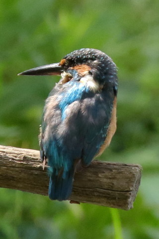 トリミング 2017/9月 SIGMA150-600C+7D2 焦点距離600mm F8 ss1/1250 ISO2500