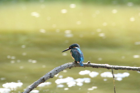 2017/9月 SIGMA150-600C+7D2 焦点距離600mm F8 ss1/1250 ISO3200
