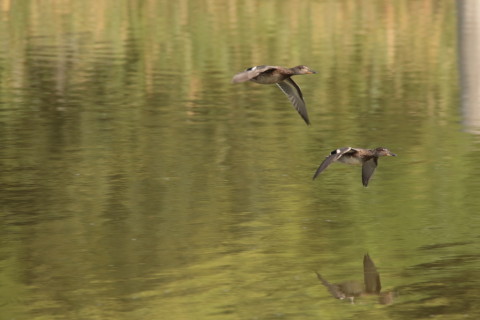 2017/9月 SIGMA150-600C+7D2 焦点距離600mm F8 ss1/800 ISO640 Case3