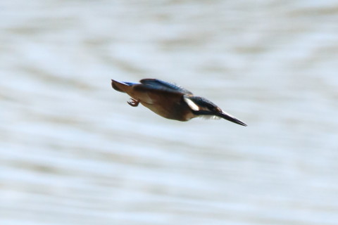 0.66倍トリミング 2017/9月 SIGMA150-600C+7D2 焦点距離600mm F8 ss1/2000 ISO640 Case3