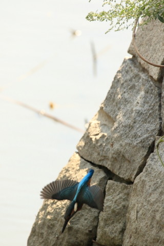 2017/9月 SIGMA150-600C+7D2 焦点距離600mm F8 ss1/2000 ISO1250 Case3