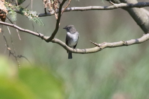 トリミング 2017/9月 SIGMA150-600C+7D2 焦点距離600mm F8 ss1/2000 ISO1250