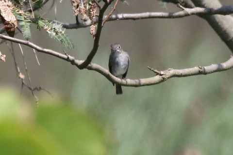 トリミング 2017/9月 SIGMA150-600C+7D2 焦点距離600mm F8 ss1/2000 ISO1000