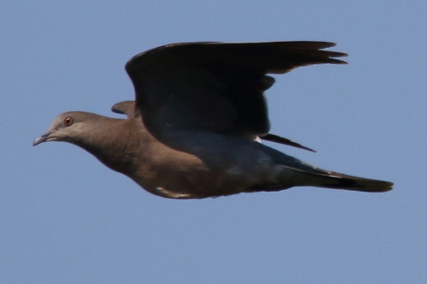 トリミング 2017/9月 SIGMA150-600C+7D2 焦点距離600mm F8 ss1/1600 ISO320 Case3