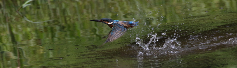 にわかカメラマンの撮ってみた!!（N'sHOME別館）