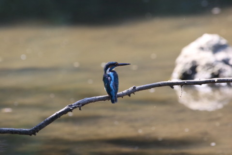 2017/9月 SIGMA150-600C+7D2 焦点距離516mm F8 ss1/1000 ISO3200