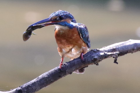 0.66倍トリミング 2017/9月 SIGMA150-600C+7D2 焦点距離516mm F8 ss1/640 ISO3200