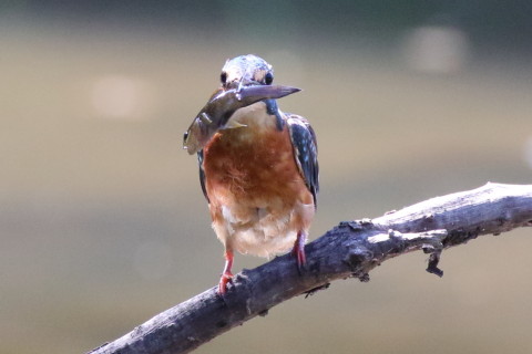 0.66倍トリミング 2017/9月 SIGMA150-600C+7D2 焦点距離516mm F8 ss1/640 ISO3200