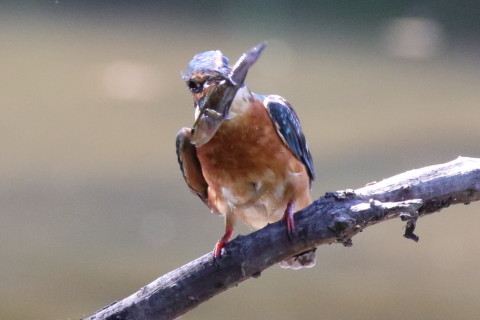 0.66倍トリミング 2017/9月 SIGMA150-600C+7D2 焦点距離516mm F8 ss1/640 ISO3200