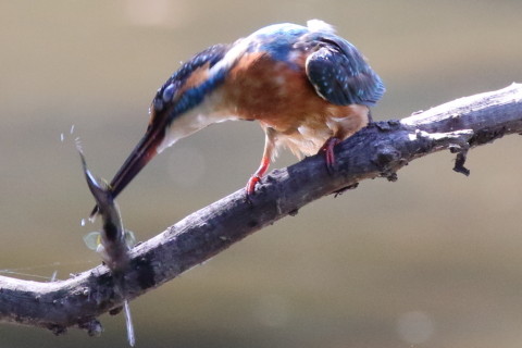 0.66倍トリミング 2017/9月 SIGMA150-600C+7D2 焦点距離516mm F8 ss1/640 ISO3200