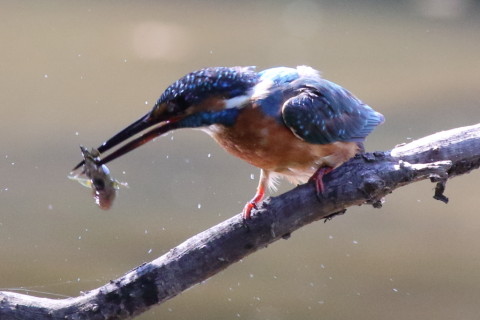0.66倍トリミング 2017/9月 SIGMA150-600C+7D2 焦点距離516mm F8 ss1/640 ISO3200