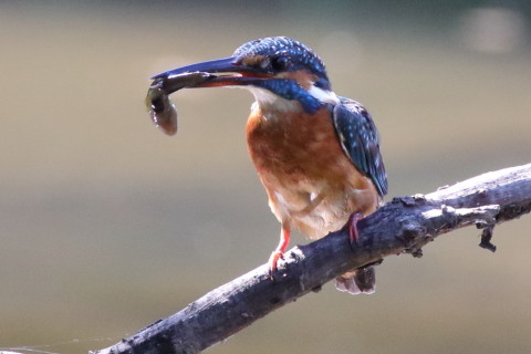 0.66倍トリミング 2017/9月 SIGMA150-600C+7D2 焦点距離516mm F8 ss1/640 ISO3200