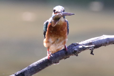 0.66倍トリミング 2017/9月 SIGMA150-600C+7D2 焦点距離516mm F8 ss1/640 ISO3200