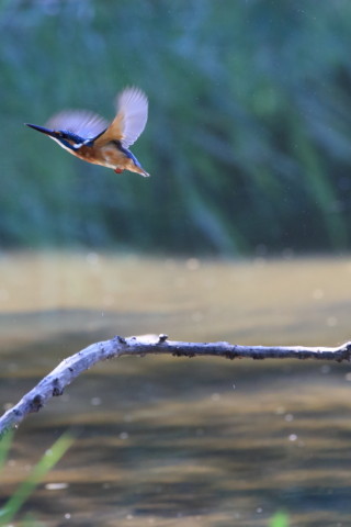 2017/9月 SIGMA150-600C+7D2 焦点距離516mm F8 ss1/1000 ISO3200 Case3 