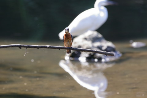 2017/9月 SIGMA150-600C+7D2 焦点距離516mm F8 ss1/1000 ISO3200