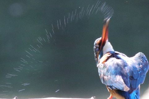 0.66倍トリミング 2017/9月 SIGMA150-600C+7D2 焦点距離516mm F8 ss1/640 ISO3200