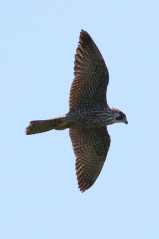 0.66倍トリミング 2017/9月 SIGMA150-600C+7D2 焦点距離600mm F7.1 ss1/2000 ISO320 Case1