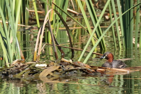 0.66倍トリミング 2017/9月 SIGMA150-600C+7D2 焦点距離600mm F8 ss1/1600 ISO1000