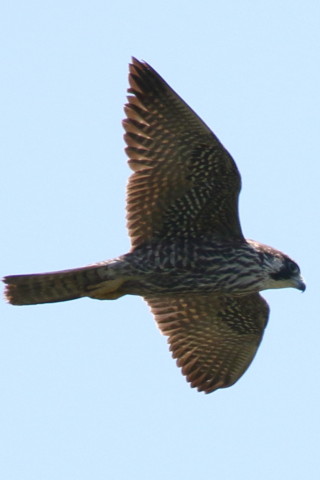 トリミング 2017/9月 SIGMA150-600C+7D2 焦点距離600mm F7.1 ss1/2000 ISO320 Case1