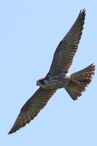 トリミング 2017/9月 SIGMA150-600C+7D2 焦点距離600mm F7.1 ss1/2000 ISO320 Case1