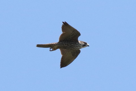 トリミング 2017/9月 SIGMA150-600C+7D2 焦点距離600mm F8 ss1/2000 ISO500 Case3