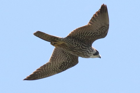 トリミング 2017/9月 SIGMA150-600C+7D2 焦点距離600mm F8 ss1/2000 ISO640 Case3