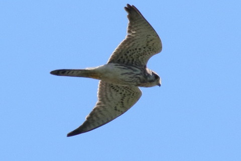 トリミング 2017/9月 SIGMA150-600C+7D2 焦点距離600mm F8 ss1/2000 ISO500 Case3