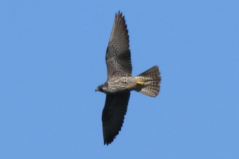 トリミング 2017/9月 SIGMA150-600C+7D2 焦点距離600mm F8 ss1/1250 ISO250 Case3