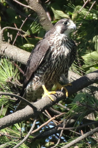 トリミング 2017/9月 SIGMA150-600C+7D2 焦点距離600mm F8 ss1/1000 ISO1250