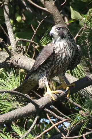 トリミング 2017/9月 SIGMA150-600C+7D2 焦点距離600mm F8 ss1/1000 ISO1600