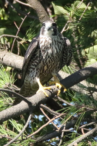 トリミング 2017/9月 SIGMA150-600C+7D2 焦点距離600mm F8 ss1/1000 ISO1600