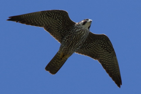 0.66倍トリミング2017/9月 SIGMA150-600C+7D2 焦点距離600mm F8 ss1/500 ISO250 Case3