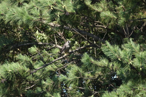 2017/9月 SIGMA150-600C+7D2 焦点距離600mm F8 ss1/1000 ISO1250