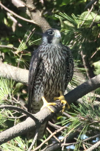 トリミング 2017/9月 SIGMA150-600C+7D2 焦点距離600mm F8 ss1/2000 ISO2500