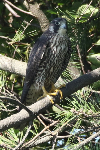 トリミング 2017/9月 SIGMA150-600C+7D2 焦点距離600mm F8 ss1/500 ISO800