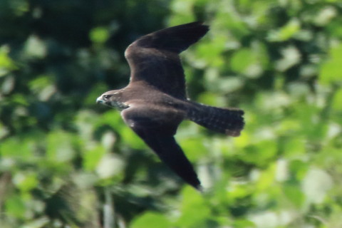 トリミング 2017/9月 SIGMA150-600C+7D2 焦点距離600mm F8 ss1/1250 ISO1000 Case3