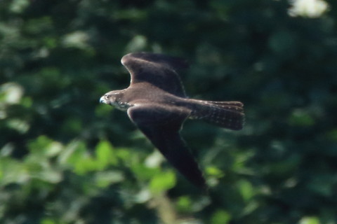 トリミング 2017/9月 SIGMA150-600C+7D2 焦点距離600mm F8 ss1/1250 ISO1000 Case3