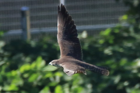 トリミング 2017/9月 SIGMA150-600C+7D2 焦点距離600mm F8 ss1/1250 ISO1000 Case3
